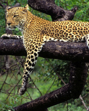 Screenshot №1 pro téma African Leopard 176x220