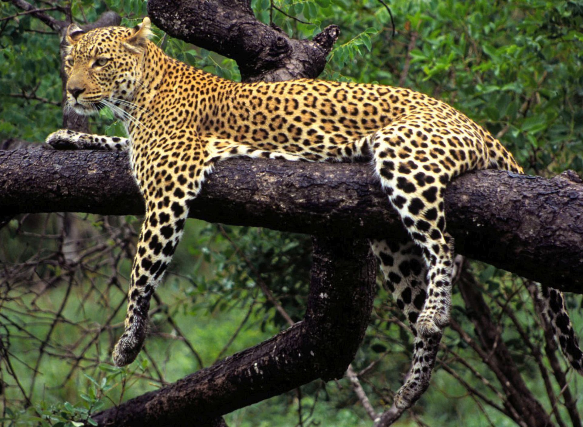 African Leopard screenshot #1 1920x1408