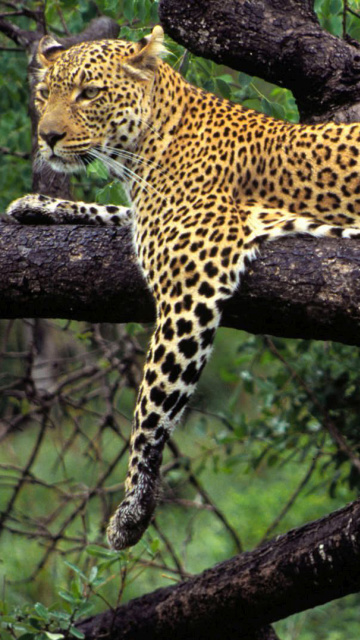Das African Leopard Wallpaper 360x640