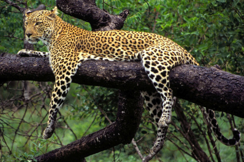 African Leopard screenshot #1 480x320