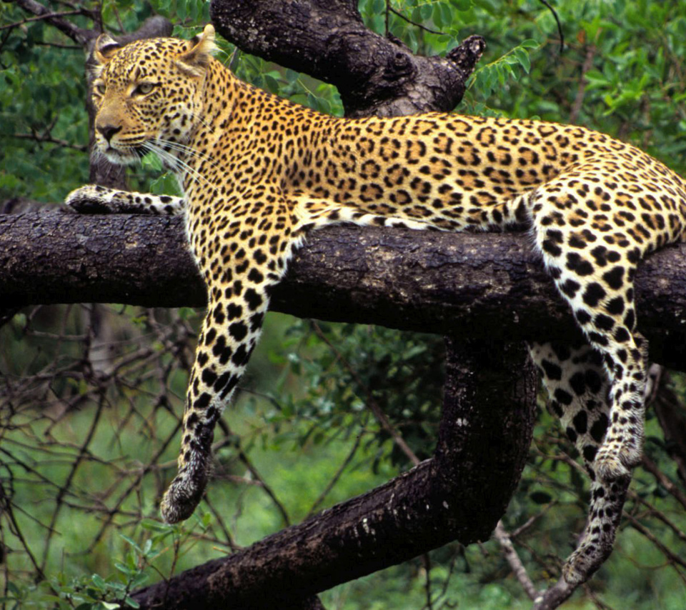 Screenshot №1 pro téma African Leopard 960x854