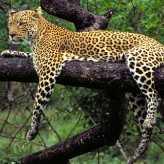 African Leopard sfondi gratuiti per 1024x1024