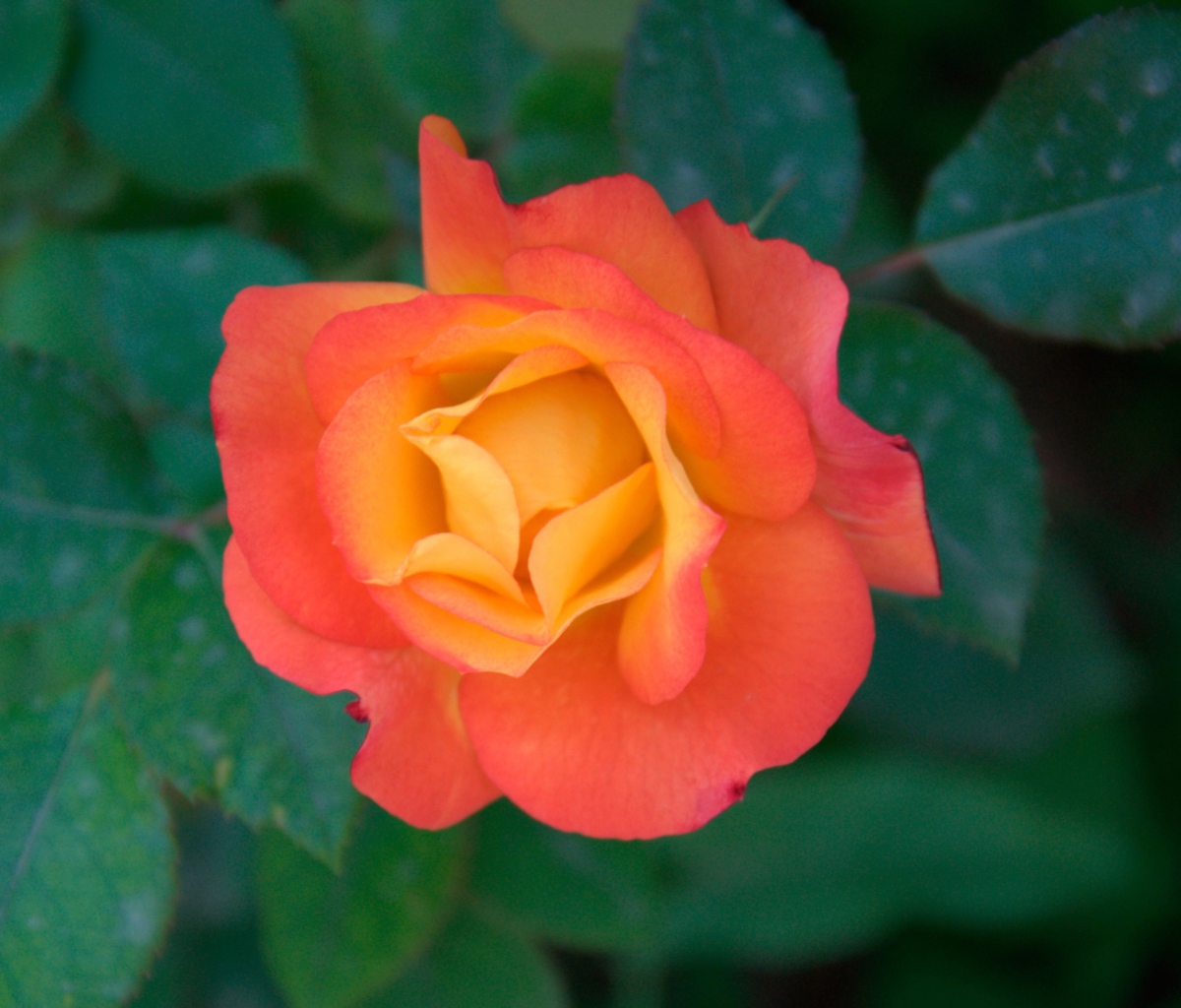 Sfondi Orange Rose 1200x1024