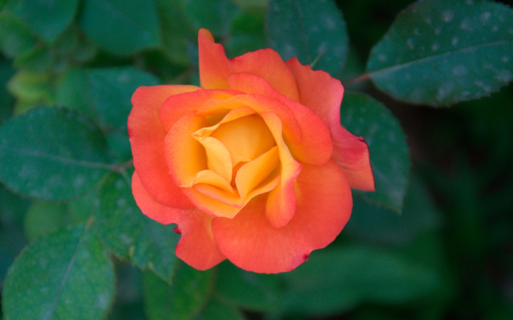 Обои Orange Rose 1680x1050