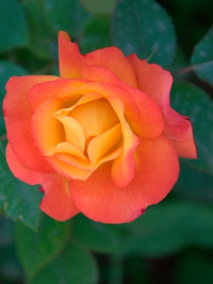 Orange Rose wallpaper 240x320