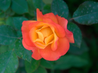 Das Orange Rose Wallpaper 320x240