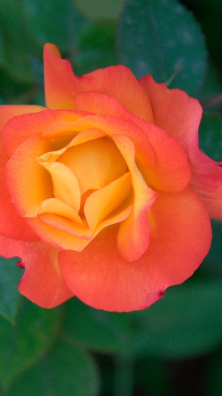 Sfondi Orange Rose 750x1334