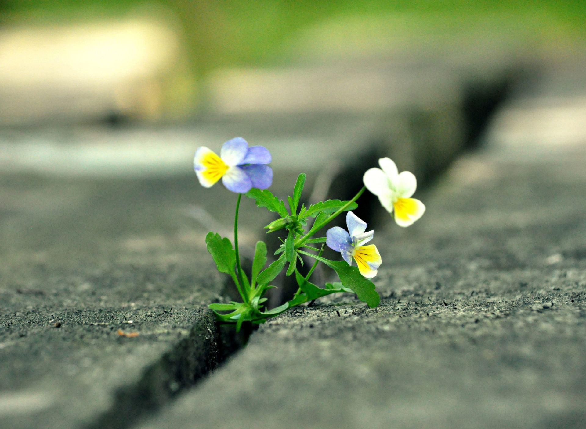 Viola Tricolor screenshot #1 1920x1408