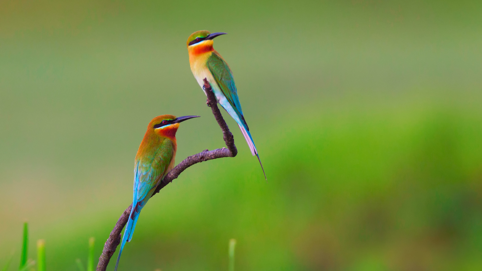 Screenshot №1 pro téma Golden Bee-Eater Birds 1600x900