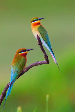 Обои Golden Bee-Eater Birds 320x480