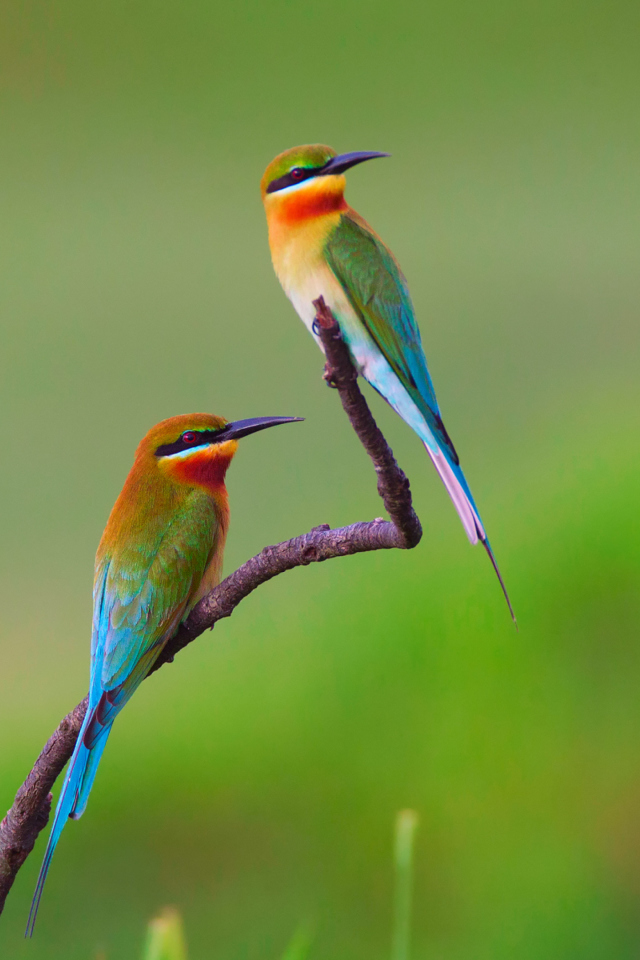 Golden Bee-Eater Birds screenshot #1 640x960
