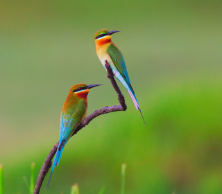 Kostenloses Golden Bee-Eater Birds Wallpaper für iPad