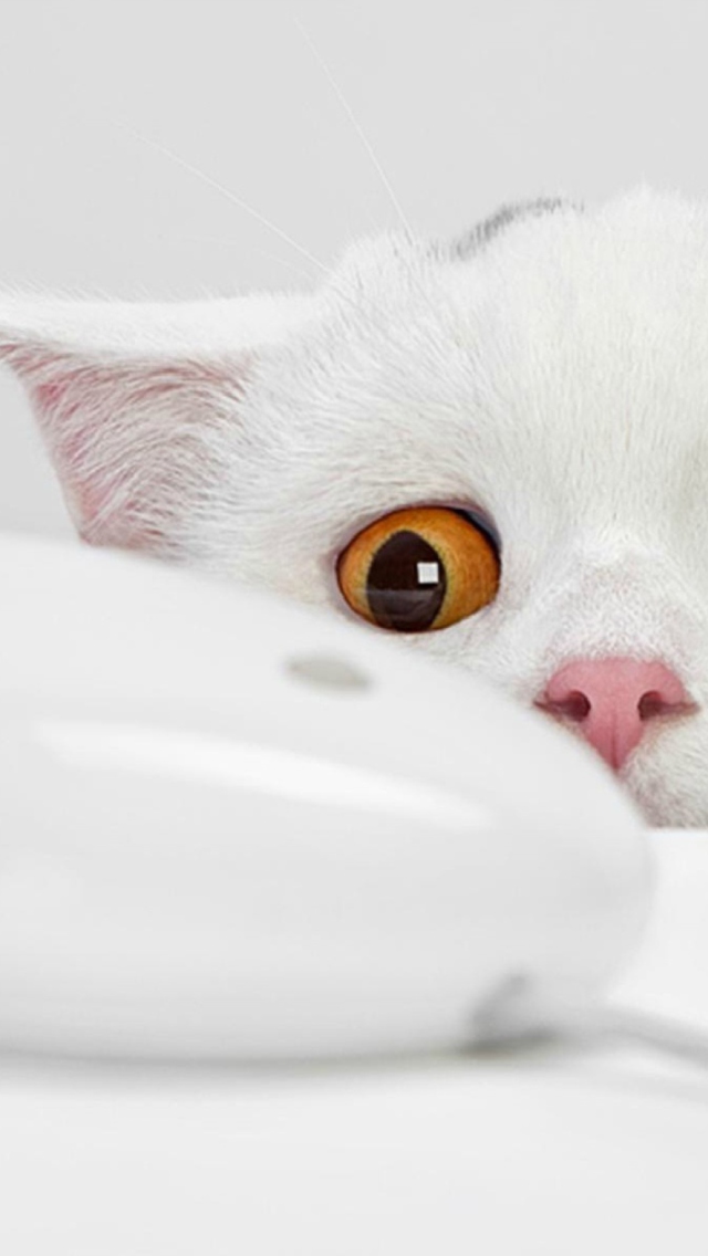 Das White Cat Wallpaper 640x1136
