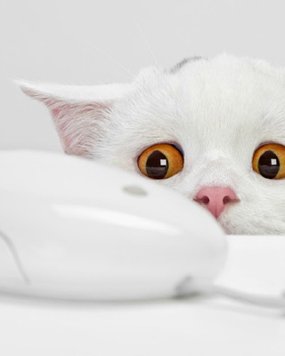 White Cat - Obrázkek zdarma pro iPhone 5