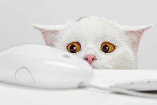 White Cat - Obrázkek zdarma pro Samsung Galaxy Tab 3