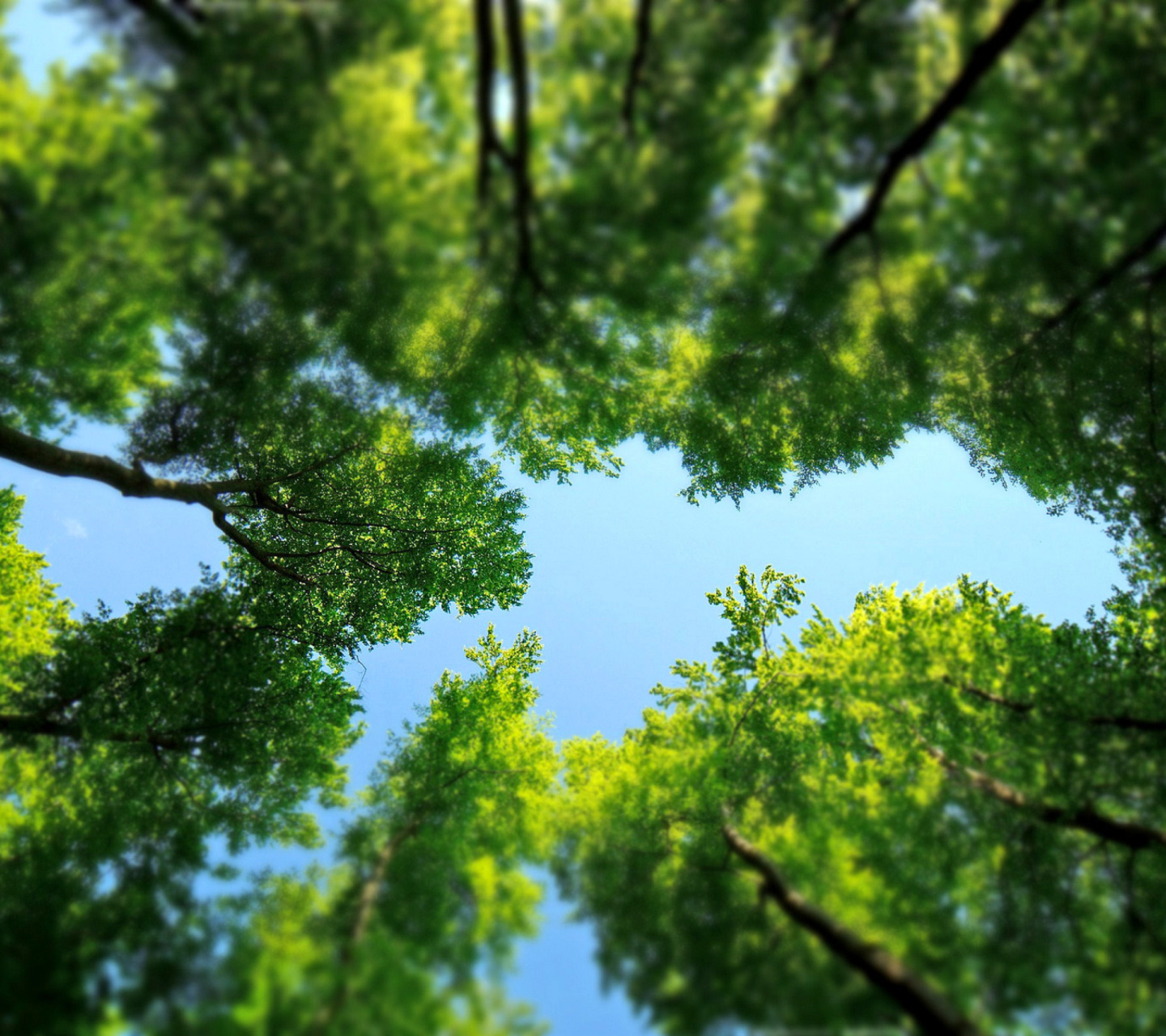 Under the Trees screenshot #1 1440x1280