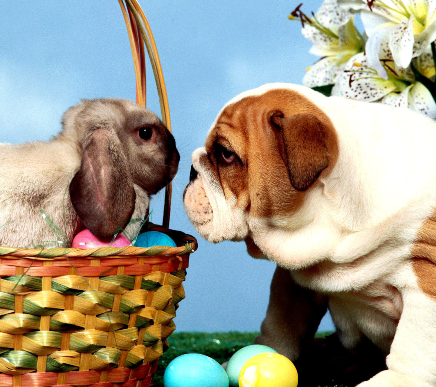 Обои Easter Dog and Rabbit 1440x1280