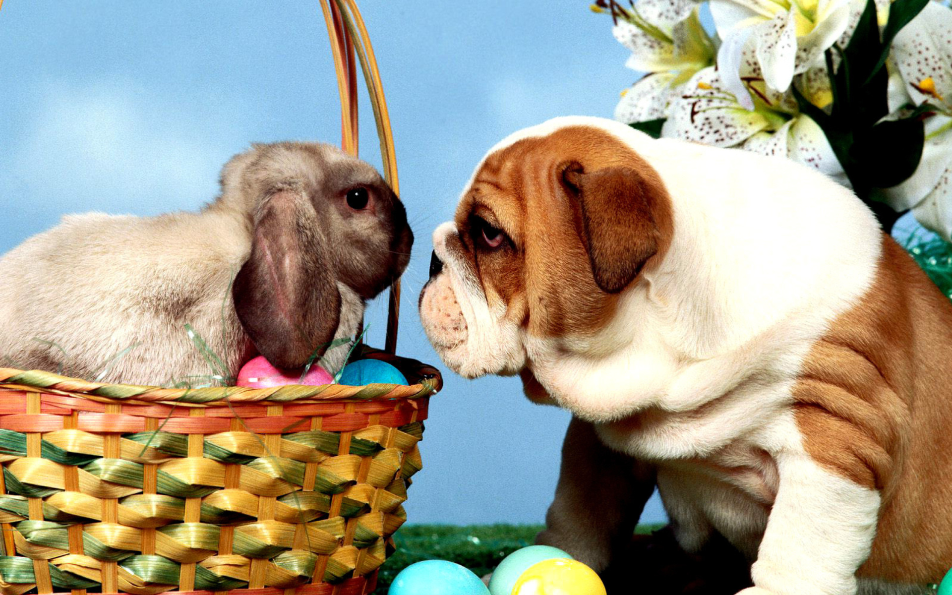 Обои Easter Dog and Rabbit 1920x1200