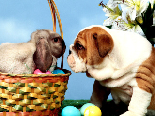 Обои Easter Dog and Rabbit 320x240
