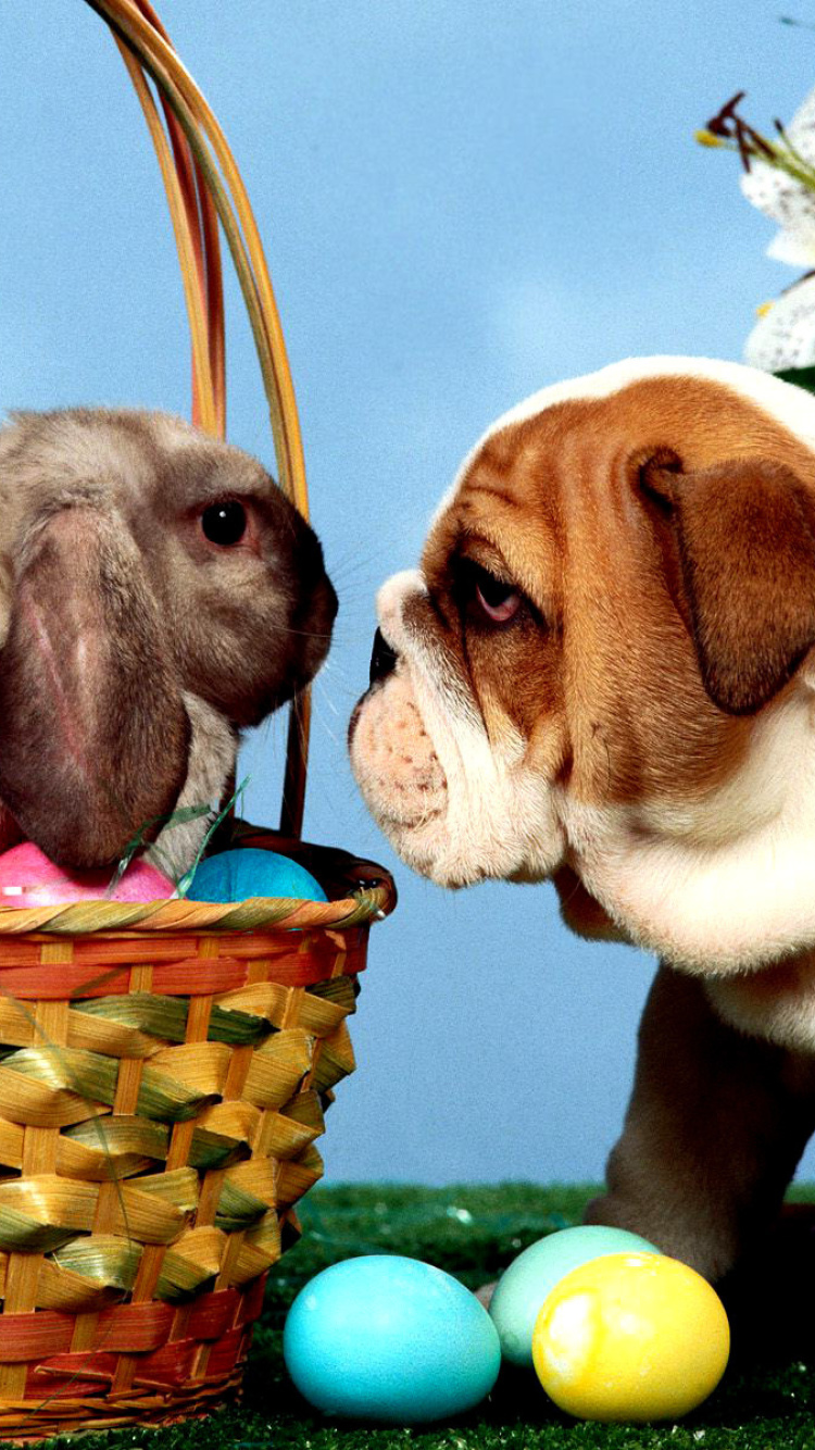Das Easter Dog and Rabbit Wallpaper 750x1334