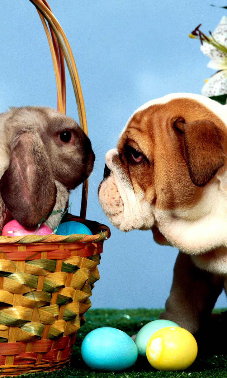 Easter Dog and Rabbit wallpaper 768x1280
