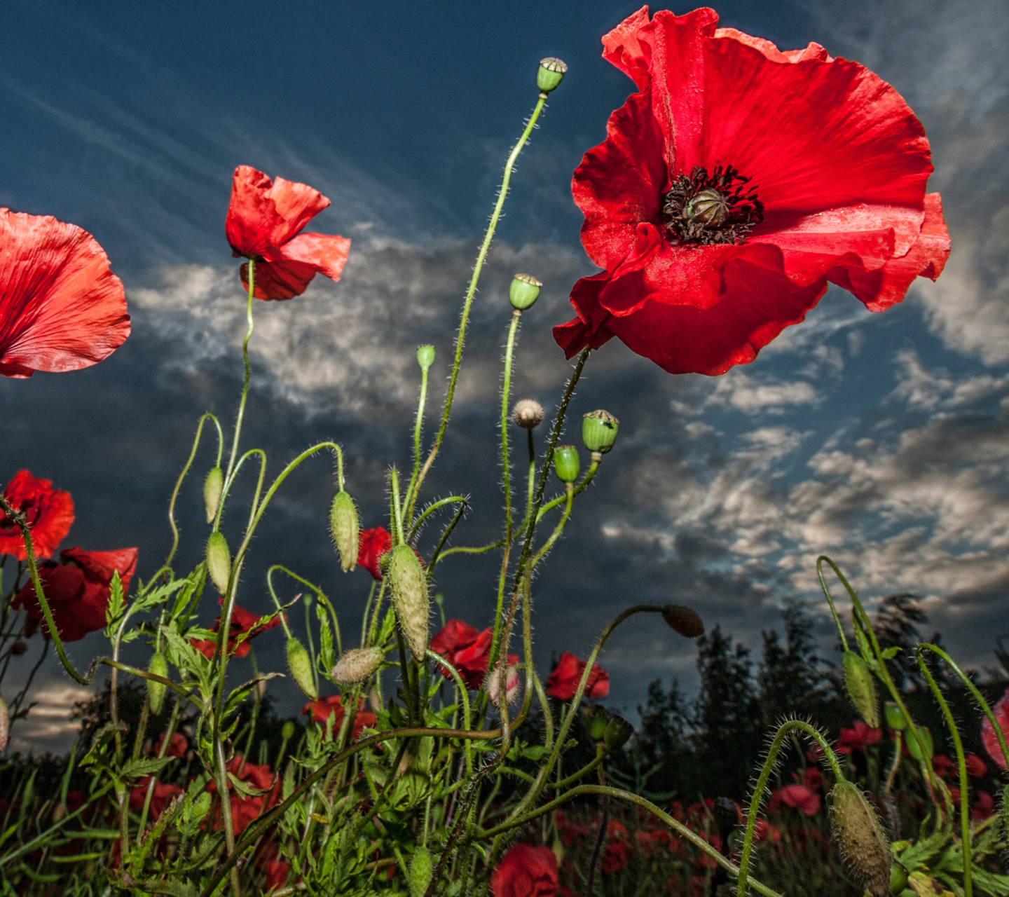 Screenshot №1 pro téma Poppy Field Hdr 1440x1280