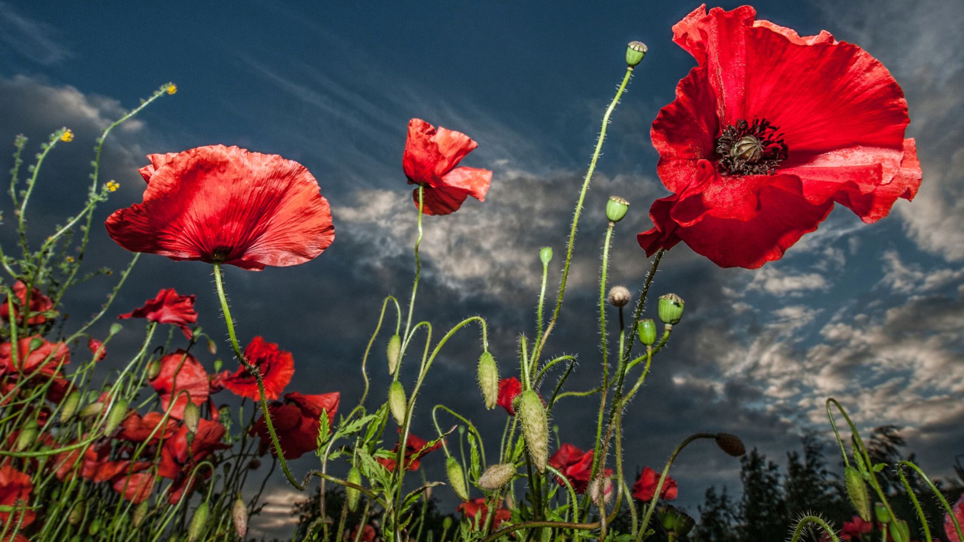 Screenshot №1 pro téma Poppy Field Hdr 1920x1080