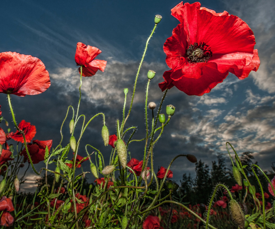 Das Poppy Field Hdr Wallpaper 960x800