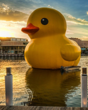 Обои Giant Yellow Duck 176x220