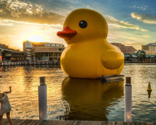 Fondo de pantalla Giant Yellow Duck 220x176