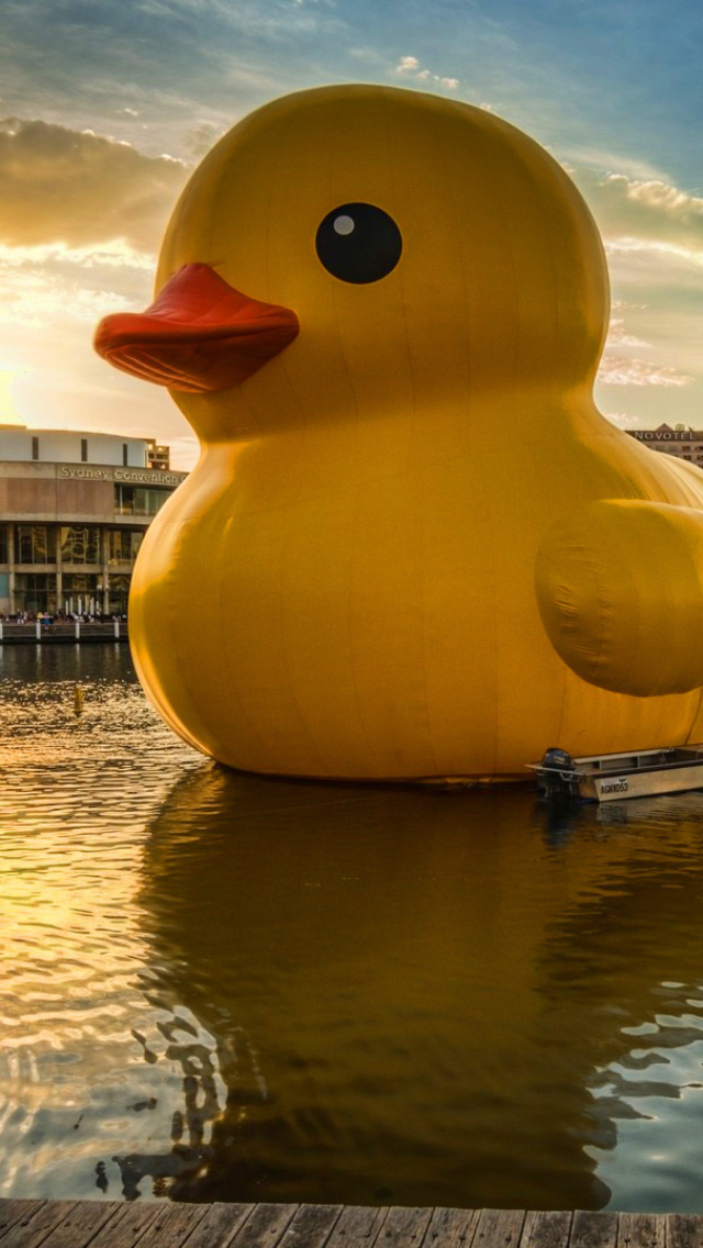 Giant Yellow Duck wallpaper 640x1136