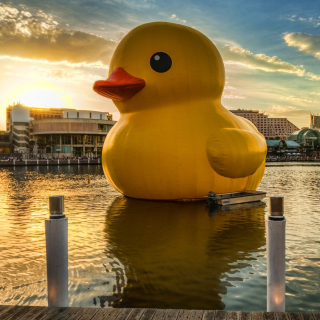 Giant Yellow Duck Background for 1024x1024