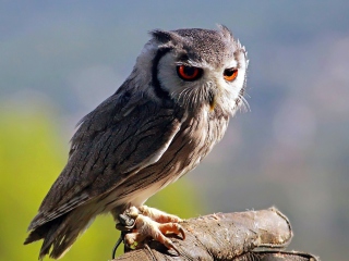 Sfondi Red Eyes Owl 320x240