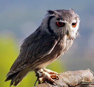 Red Eyes Owl sfondi gratuiti per 208x208