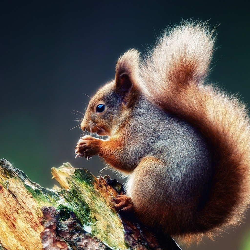 Squirrel Eating A Nut wallpaper 1024x1024