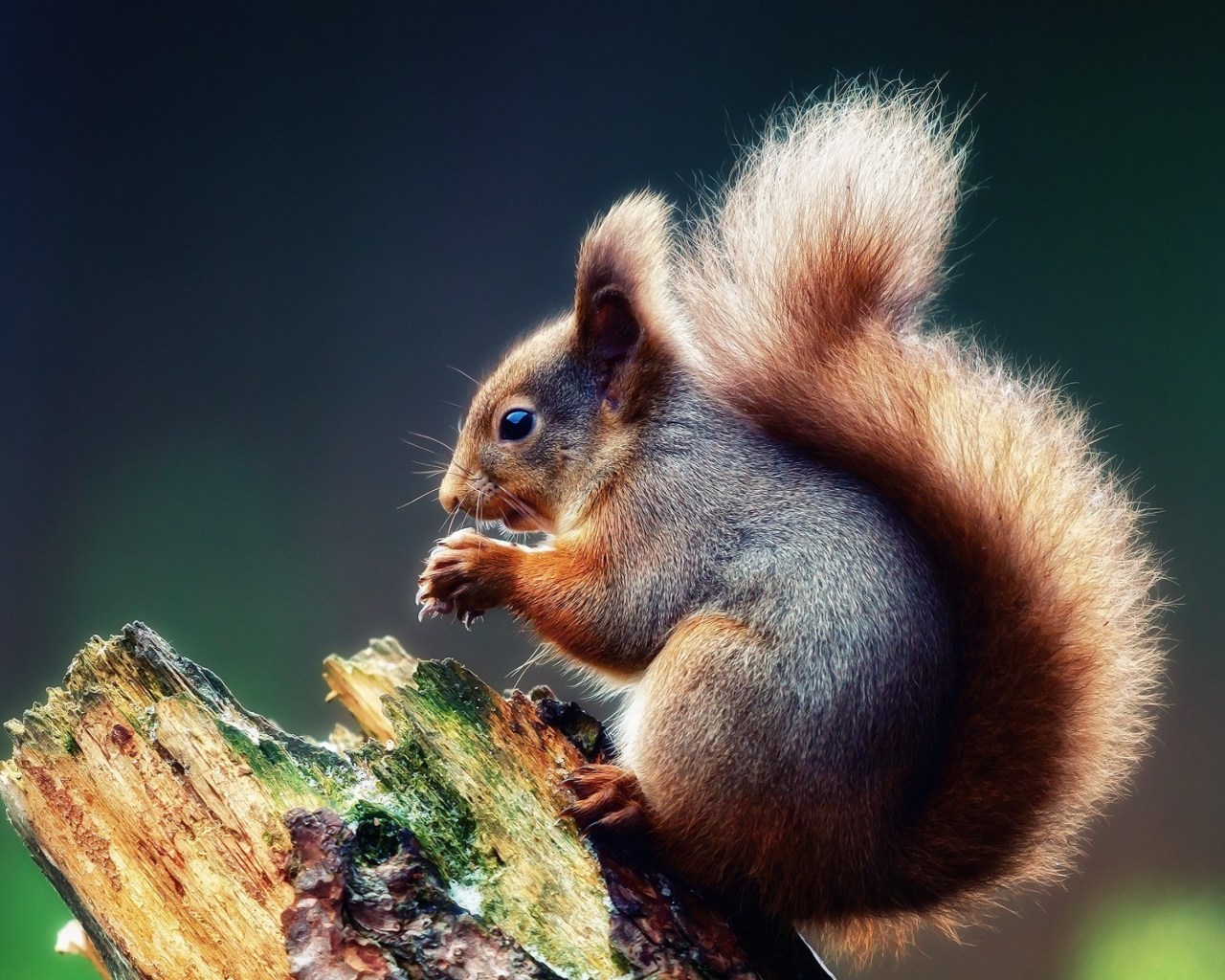 Das Squirrel Eating A Nut Wallpaper 1280x1024