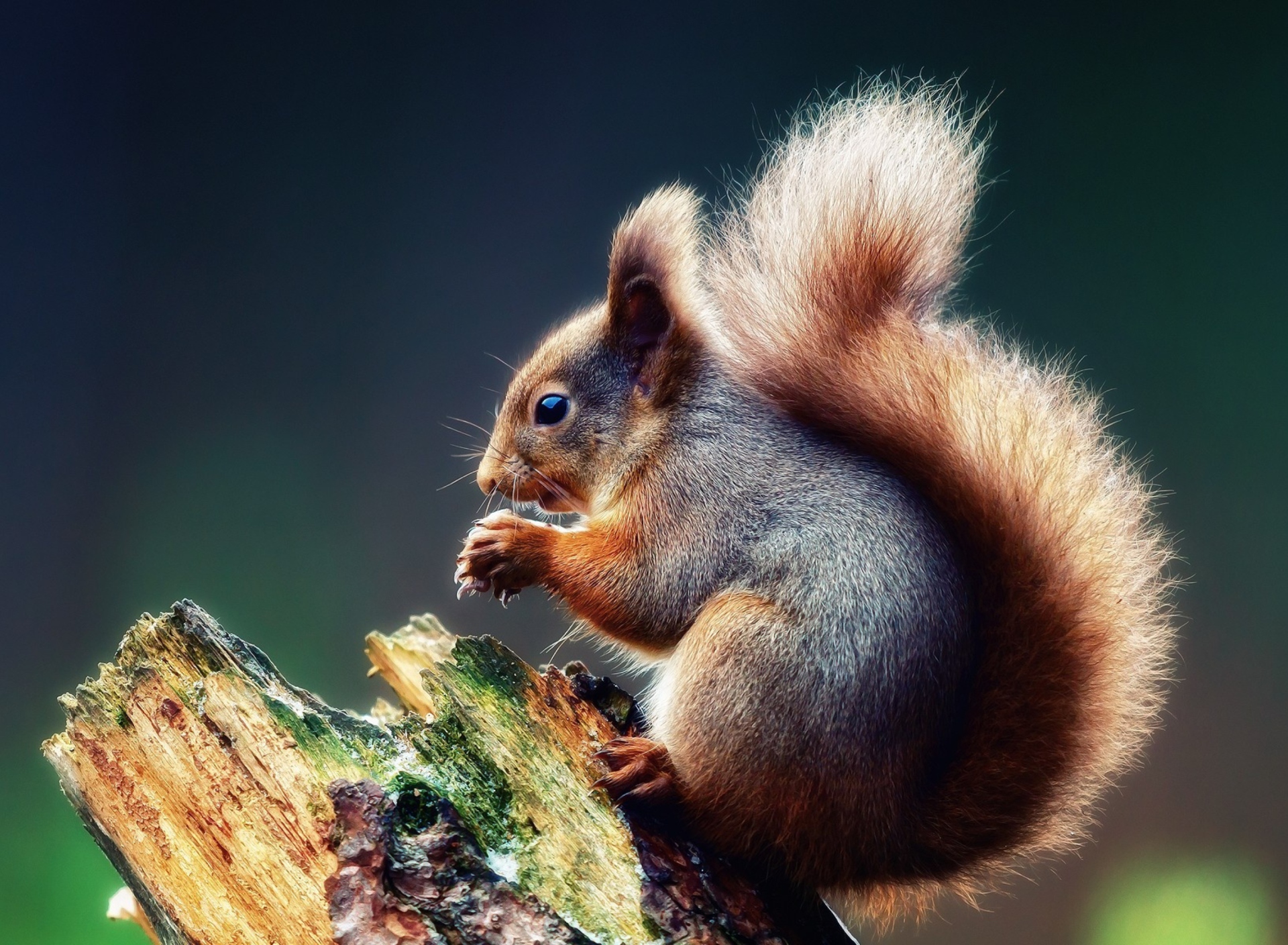 Squirrel Eating A Nut wallpaper 1920x1408
