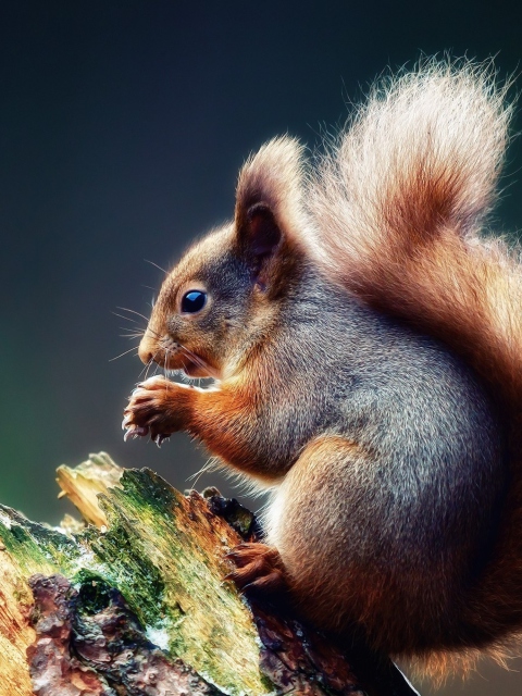 Squirrel Eating A Nut wallpaper 480x640
