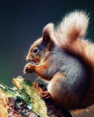 Kostenloses Squirrel Eating A Nut Wallpaper für 640x960