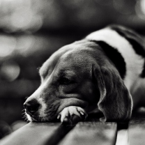 Screenshot №1 pro téma Sad Dog Black And White 208x208