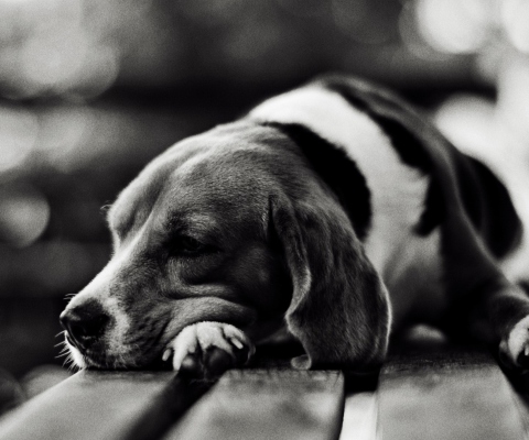 Screenshot №1 pro téma Sad Dog Black And White 480x400