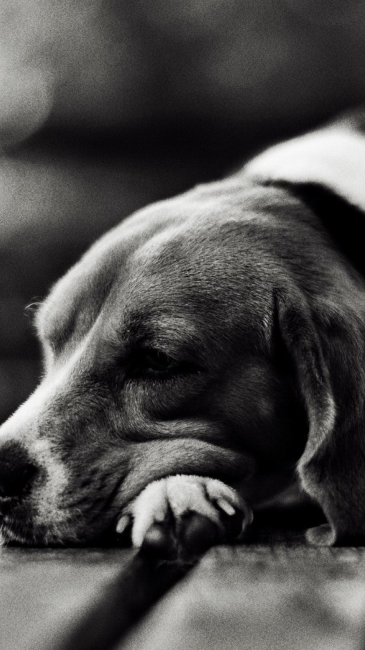 Screenshot №1 pro téma Sad Dog Black And White 750x1334