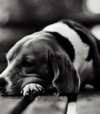Sad Dog Black And White - Obrázkek zdarma pro 640x960