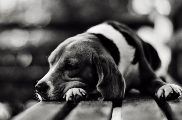 Sad Dog Black And White wallpaper