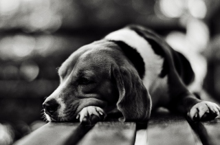 Sad Dog Black And White Background for Android, iPhone and iPad