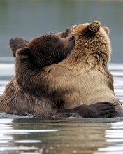 Обои Brown Bear Hug 176x220