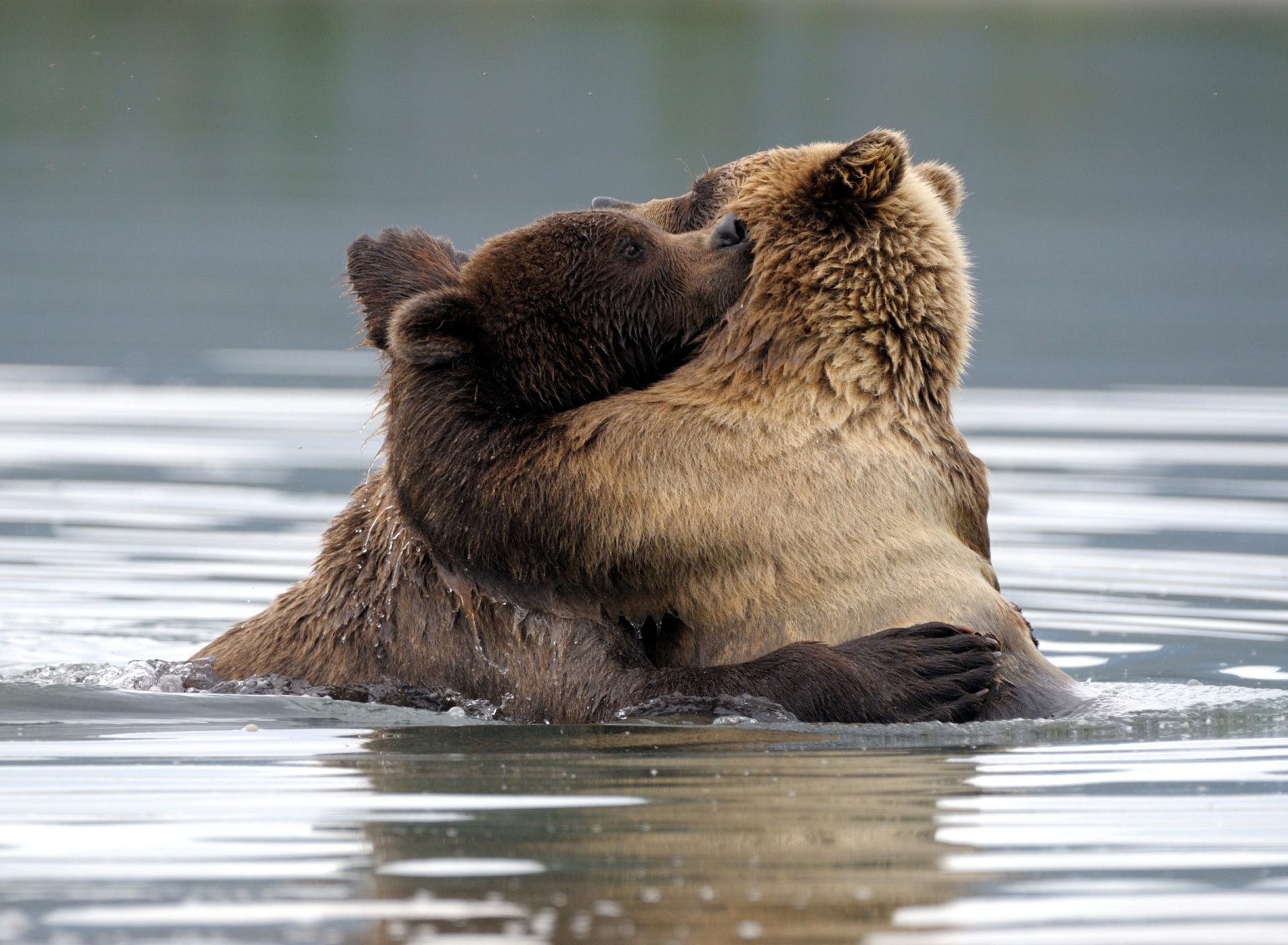 Brown Bear Hug wallpaper 1920x1408