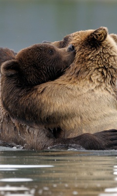 Brown Bear Hug screenshot #1 240x400