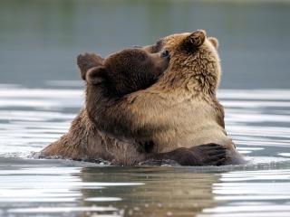 Sfondi Brown Bear Hug 320x240