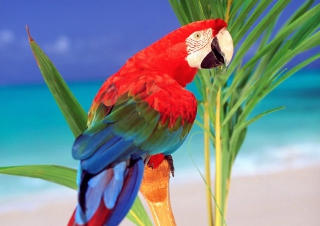 Tropical Colors - Obrázkek zdarma pro Samsung Galaxy Ace 4